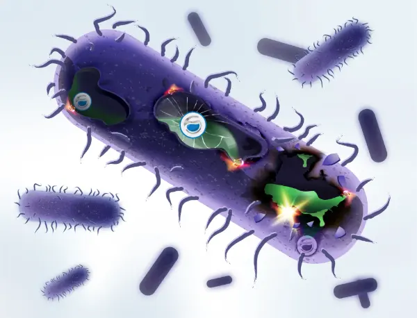 Nahaufnahme einer violetten, stäbchenförmigen Bakterie mit mehreren inneren Strukturen und umgebenden kleineren Bakterien.