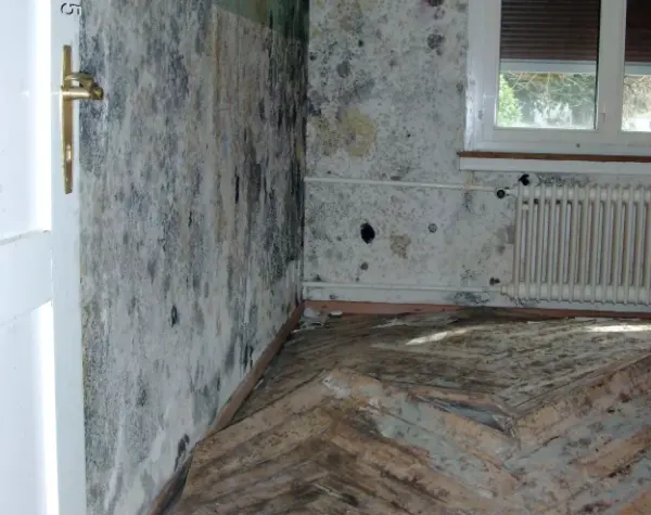 Raum mit stark verschimmelten Wänden, beschädigtem Holzboden und einem Fenster mit geschlossenen Jalousien.