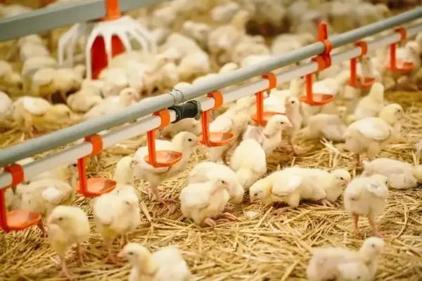 Mehrere gelbliche Küken trinken an orangen Tränken in einem Stall mit Stroh auf dem Boden.